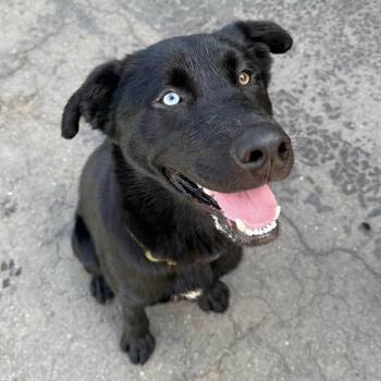 Tyson -  Husky and Shepherd Dog for Adoption in Groveland, Massachusetts - Tyson | PetCurious