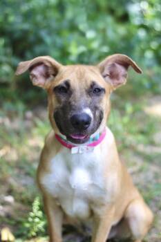 Clover in NH. Come Meet our Adoptable Dogs Wednesday-Saturday. M -  Labrador Retriever Dog for Adoption in Manchester, New Hampshire - Clover In NH. Come Meet Our Adoptable Dogs Wednesday-Saturday. M | PetCurious