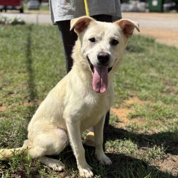 Ripley -  Shepherd and Labrador Retriever Dog for Adoption in Columbia, South Carolina - Ripley | PetCurious