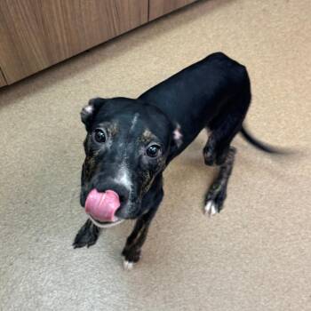 Tucker -  Labrador Retriever and Mixed Breed Dog for Adoption in Corpus Christi, Texas - Tucker | PetCurious