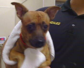 Rescue Chihuahua Dogs for Adoption in Sacramento, California - TUMERIC | PetCurious