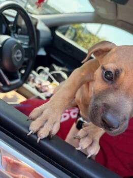 Sorto -  Mixed Breed Dog for Adoption in Atlanta, Georgia - Sorto | PetCurious
