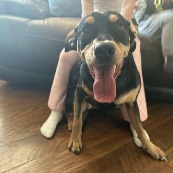 Shepherd Dogs Available for Adoption in Blacksburg, Virginia - Winnie | PetCurious