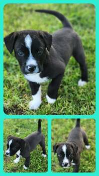 Jack Russell Terrier and Beagle Dogs Available for Adoption in Republic, Missouri - Batman | PetCurious