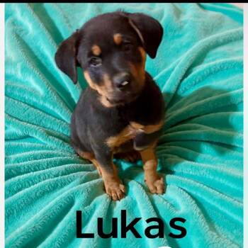 German Shepherd Dog and Rottweiler Dogs Available for Adoption - Lukas | PetCurious