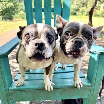 Maya -  French Bulldog Dog for Adoption in Portland, Oregon - Maya | PetCurious