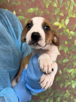 Manticore -  American Staffordshire Terrier and Mixed Breed Dog for Adoption in San Antonio, Texas - Manticore | PetCurious