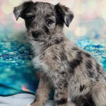 Australian Shepherd Dogs Available for Adoption - Cas | PetCurious