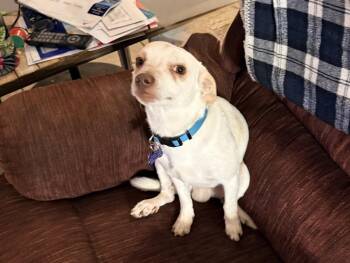 LLOYD -  Chihuahua Dog for Adoption in Broomfield, Colorado - LLOYD | PetCurious