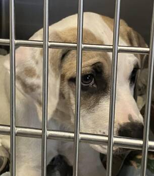 Stetson -  Shepherd Dog for Adoption in Parma, Ohio - Stetson | PetCurious