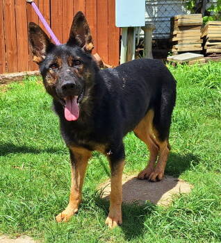 Rescue German Shepherd Dog Dogs for Adoption in Wetumpka, Alabama - 250760 Louise | PetCurious