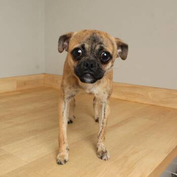 Pug and Mixed Breed Dogs Available for Adoption in Minnetonka, Minnesota - Biscuit D68773 | PetCurious