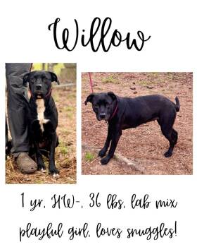 Rescue Mixed Breed Dogs for Adoption in Albany, Georgia - Willow | PetCurious