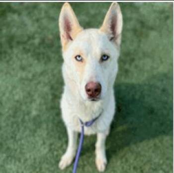 Carlie -  Siberian Husky Dog for Adoption in Sumter, South Carolina - Carlie | PetCurious