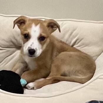 Cattle Dog Dogs Available for Adoption - Honey Crisp | PetCurious