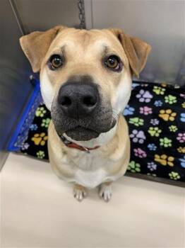 Shar Pei and Rottweiler Dogs Available for Adoption - MYA | PetCurious