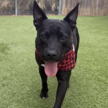 Rocket -  Shepherd and Mixed Breed Dog Available for Adoption in Houston, Texas - Rocket | PetCurious