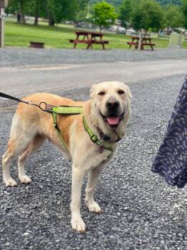 Bella -  Labrador Retriever and Shar Pei Dog for Adoption in Lewistown, Pennsylvania - Bella | PetCurious