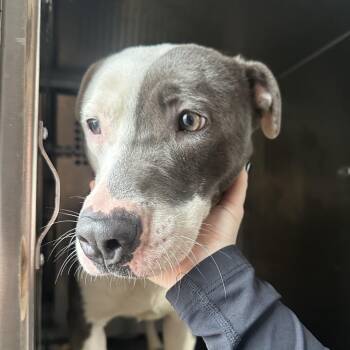 Pit Bull Terrier Dogs Available for Adoption - Betty | PetCurious