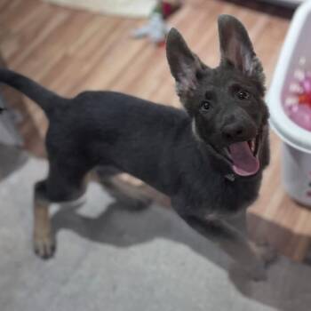 German Shepherd Dog Dogs Available for Adoption in Parkersburg, West Virginia - Echo | PetCurious