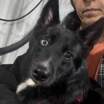 Rescue Pomsky Dogs for Adoption in Alma, Michigan - Kiki | PetCurious