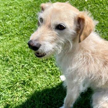Rescue Cairn Terrier Dogs for Adoption in Long Beach, California - Pixie | PetCurious