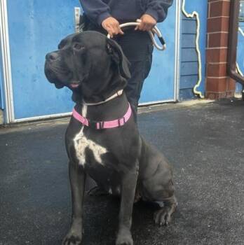 Rain -  Cane Corso Dog for Adoption in Philadelphia, Pennsylvania - Rain | PetCurious