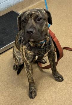 Ashlarry -  Mixed Breed Dog for Adoption in Chamblee, Georgia - Ashlarry | PetCurious