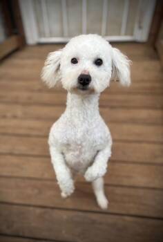 Poodle Dogs Available for Adoption - Pierre | PetCurious