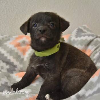 Chorizo -  Chihuahua and Mixed Breed Dog for Adoption in Cheyenne, Wyoming - Chorizo | PetCurious