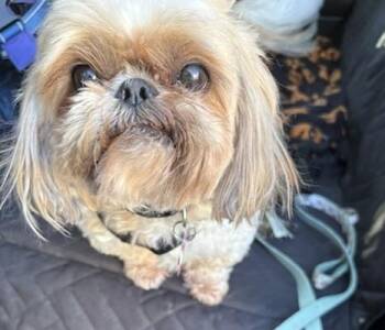 Shih Tzu Dogs Available for Adoption in La Grange Park, Illinois - Emma | PetCurious