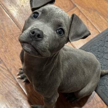 Pit Bull Terrier Dogs Available for Adoption - Teddy | PetCurious