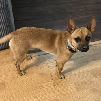 Simba -  Chihuahua and Rat Terrier Dog for Adoption in Tyler, Texas - Simba | PetCurious