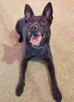 Rescue Black Labrador Retriever and German Shepherd Dog Dogs for Adoption in Glendale, Arizona - Kitana | PetCurious