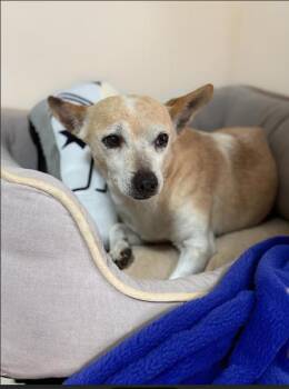 Chihuahua Dogs Available for Adoption - Malibu In TX | PetCurious