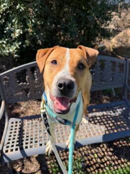 Pit Bull Terrier Dogs Available for Adoption in Johnson City, Tennessee - Rowdy | PetCurious
