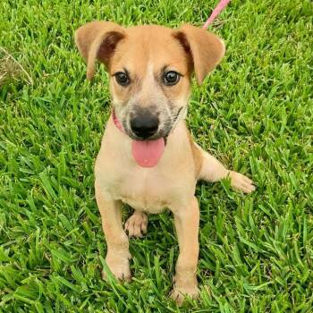 Nita -  Australian Cattle Dog Blue Heeler Dog for Adoption in Harlingen, Texas - Nita | PetCurious