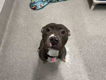 Pit Bull Terrier and Mixed Breed Dogs Available for Adoption - MINNIE | PetCurious