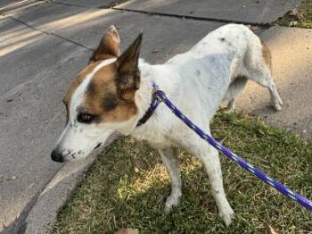 ROBIN -  Collie and German Shepherd Dog Dog for Adoption in Rowlett, Texas - ROBIN | PetCurious