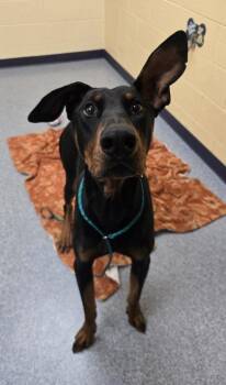 Dennis the Menace -  Doberman Pinscher and Mixed Breed Dog for Adoption in Westland, Michigan - Dennis The Menace | PetCurious