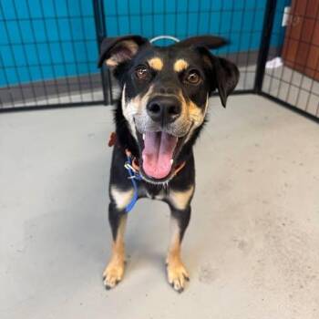 Mixed Breed Dogs Available for Adoption in Bend, Oregon - Zoey | PetCurious