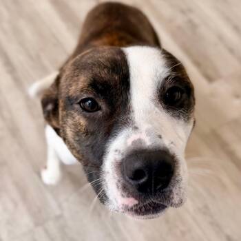 Brody -  Labrador Retriever and Mixed Breed Dog for Adoption in Green Bay, Wisconsin - Brody | PetCurious