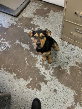 Michaelangelo -  Rottweiler Dog for Adoption in Mobile, Alabama - Michaelangelo | PetCurious