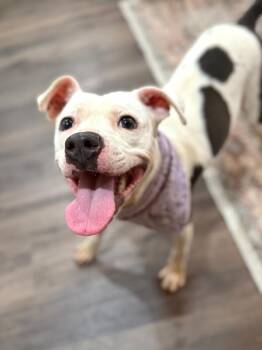 Pit Bull Terrier and American Staffordshire Terrier Dogs Available for Adoption - Puddles Gives The Best Kisses | PetCurious