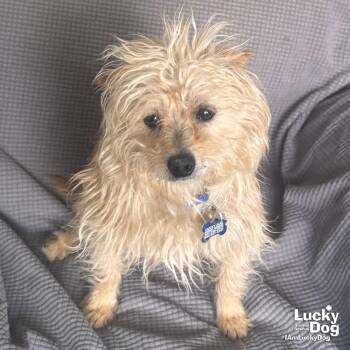 West Highland White Terrier Westie and Terrier Dogs Available for Adoption in Washington, District Of Columbia - Gregory | PetCurious