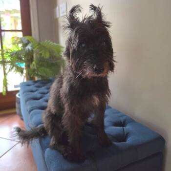 Pepsi -  Cairn Terrier and Yorkshire Terrier Dog for Adoption in Jupiter, Florida - Pepsi | PetCurious