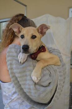 Flint -  Mixed Breed Dog for Adoption in Mckinney, Texas - Flint | PetCurious