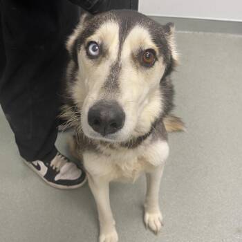 Siberian Husky Dogs Available for Adoption in Abilene, Texas - Zuri | PetCurious