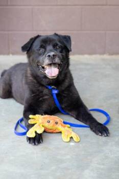 Mixed Breed Dogs Available for Adoption in Chamblee, Georgia - Florian | PetCurious