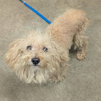 Sam -  Poodle Dog for Adoption in Emporia, Kansas - Sam | PetCurious